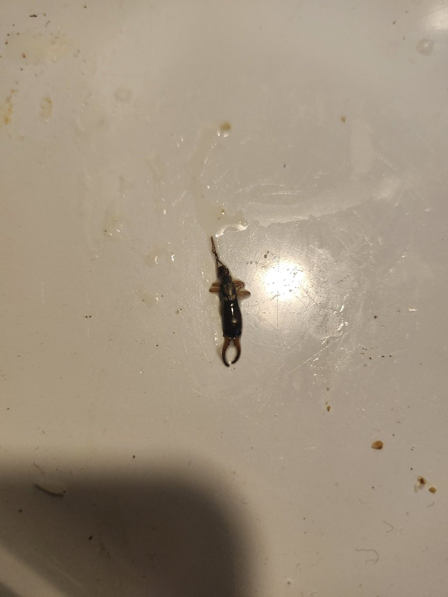 cardonis2's tweet photo. @Progresso look what I found in one of my soup cans. The shit man? https://t.co/fQi3UkYNUg