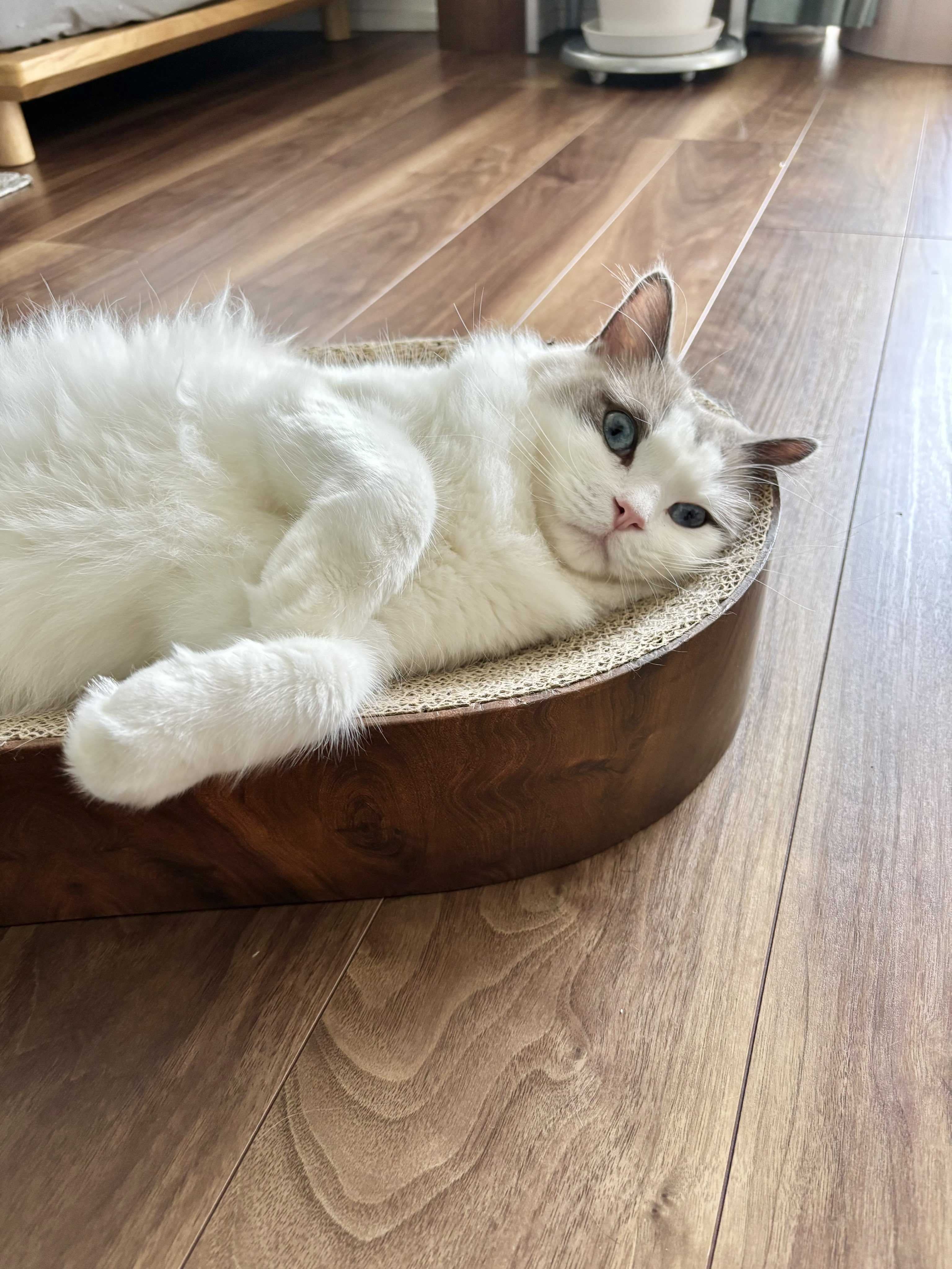 猫壱 キャットプレイキューブ 猫用 おもちゃ カサカサ素材
