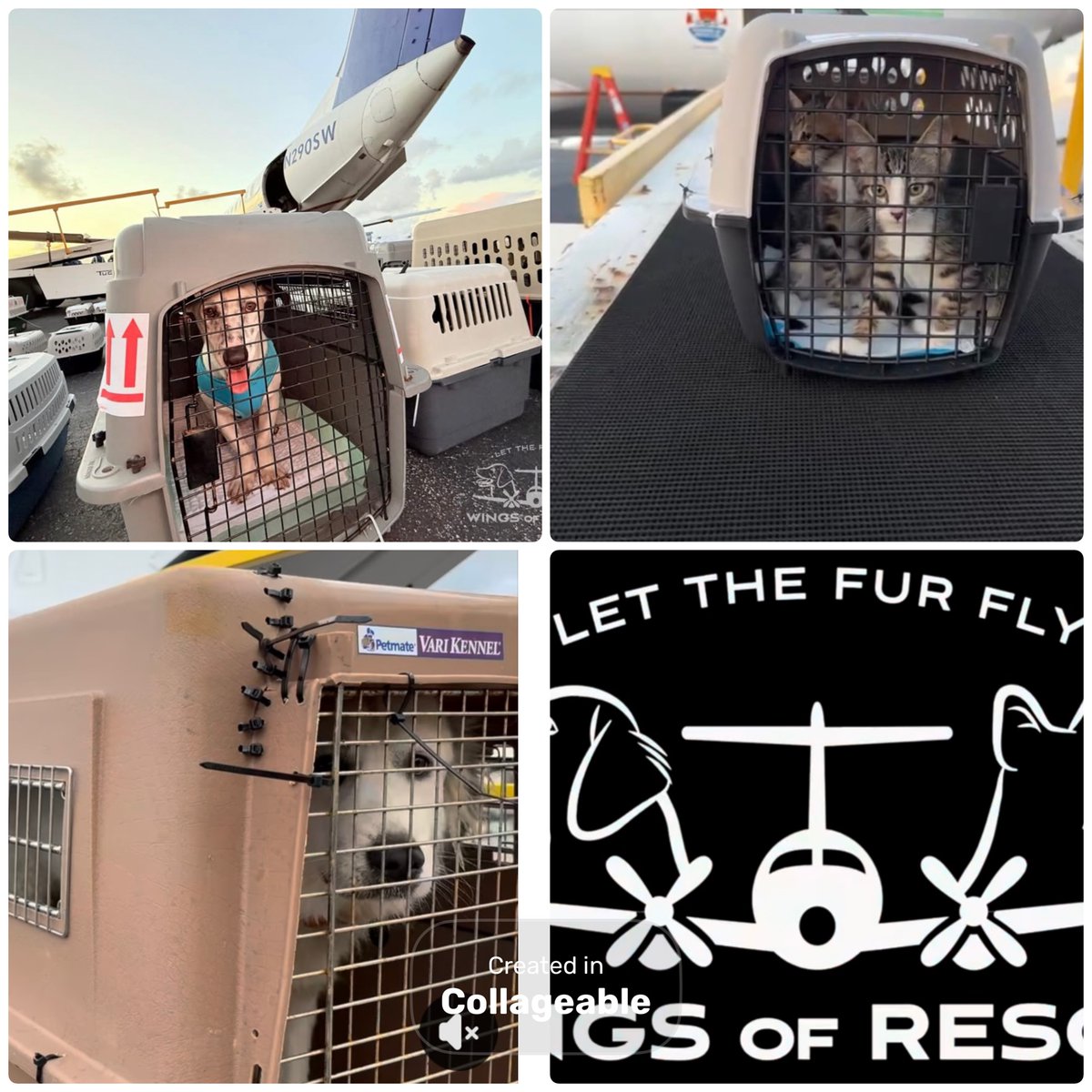 PawsnTails4TX's tweet photo. πΎβοΈ No boarding passes needed! #WingsofRescue has another flight on Thursday 6/26 from Dallas to Maryland giving pups and kitties their second chance at life with a new family! THANK YOU and have a safe trip ππΎπ https://t.co/DznZKL0mW5