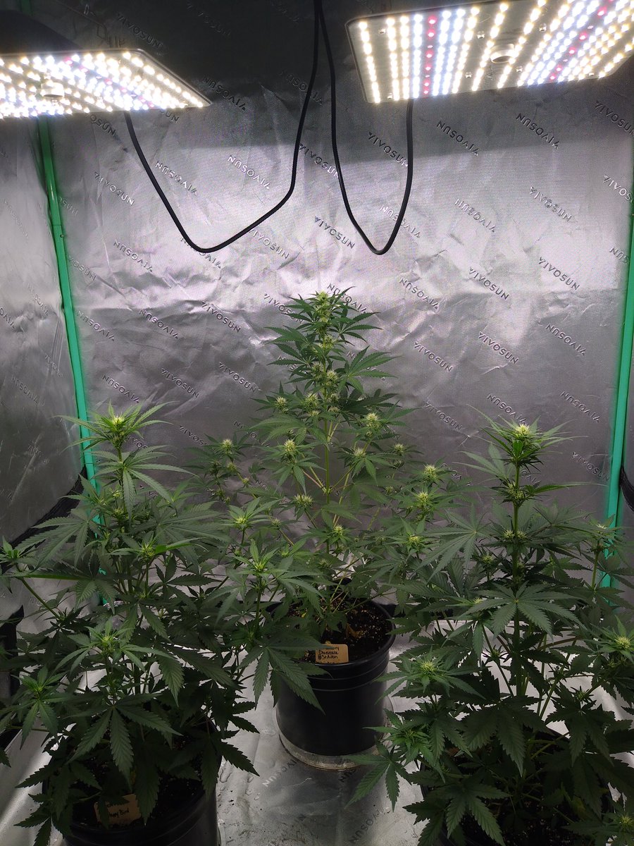 TopTierTerps2's tweet photo. Do I let the Strawberry Cheesecake (Middle) from @staubingenetics and the 2 Dunkin Diesels from @HappyBirdSeeds finish up under 18/6 @ 200w, 12/12 under 400w or outside in the greenhouse? 🤔👀#GrowYourOwn #Cannabis #CannaFam #PrettyLadies https://t.co/J5MUkWPWAm