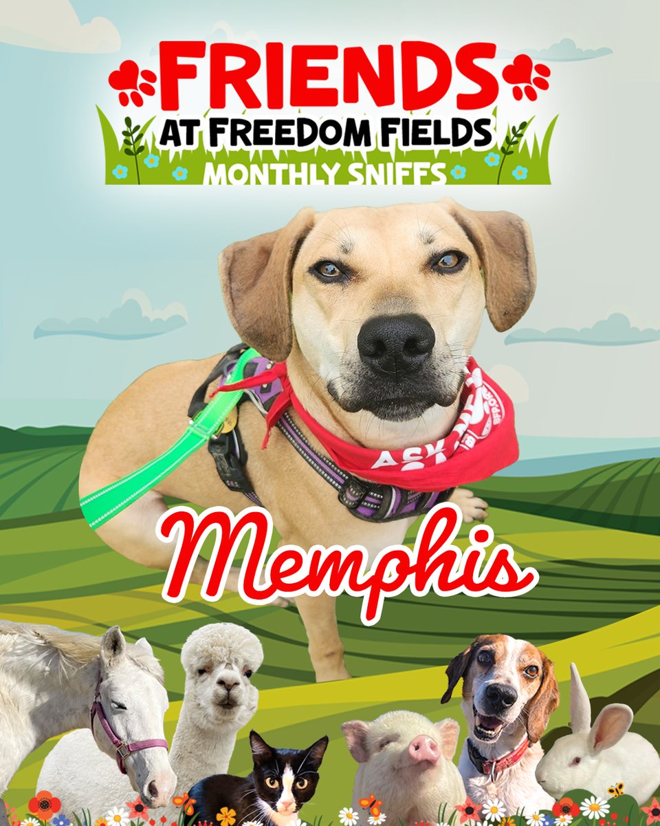 beaglefreedom's tweet image. Our latest edition of Friends at Freedom Fields: Monthly Sniffs is now live! This month, we’re featuring Memphis, an adorable pup with a zest for life! 🐶✨
Learn all about his April: mud puddles, a field trip, a turtle, and new puppies!
Read now: bfp.org/fff/memphis