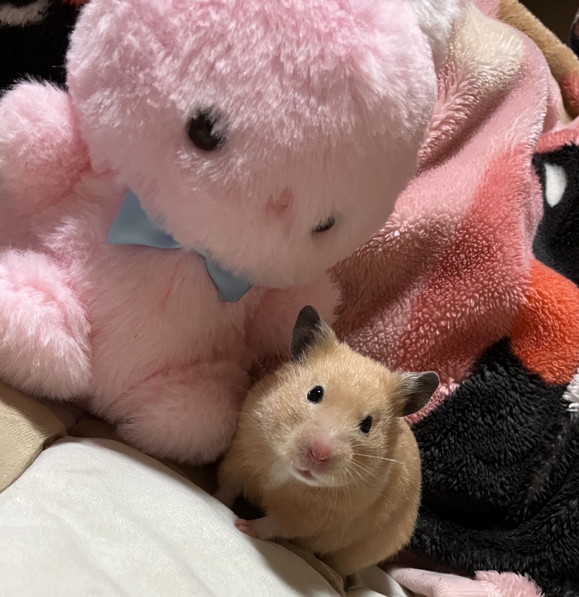 ネズミ🐶🦴💜🐹🐹 on X: 