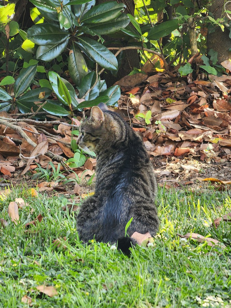 Sammy and the Magnolia tree 💚