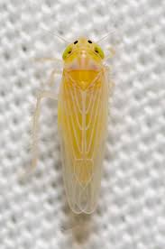 Que frio ,hoy te apocas Chicha Bixa!!!!