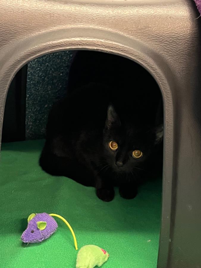 PetfindToronto's tweet image. #GORDONRIDGE PLACE #HALLWAY  Pls RT2unite #FOUND #CAT- 20-Jun-25 #Toronto Animal Services A1010128 #EAST 416-338-7539 BLACK DSH Unknown 9Mth