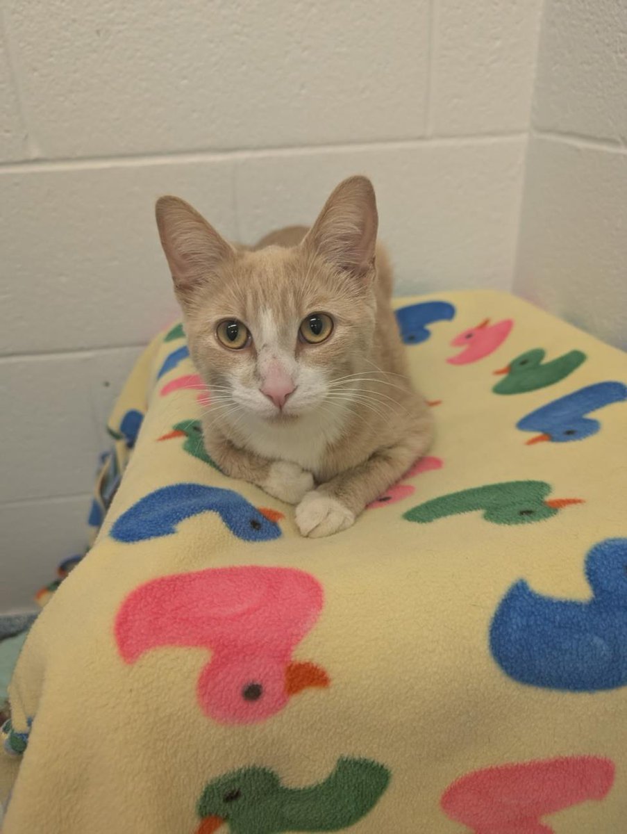 PetfindToronto's tweet image. #ANTRIM CRES #OBLK #HALLWAY  Pls RT2unite #FOUND #CAT- 20-Jun-25 #Toronto Animal Services A1010134 #EAST 416-338-7539 BUFF WHT DSH F/?Age