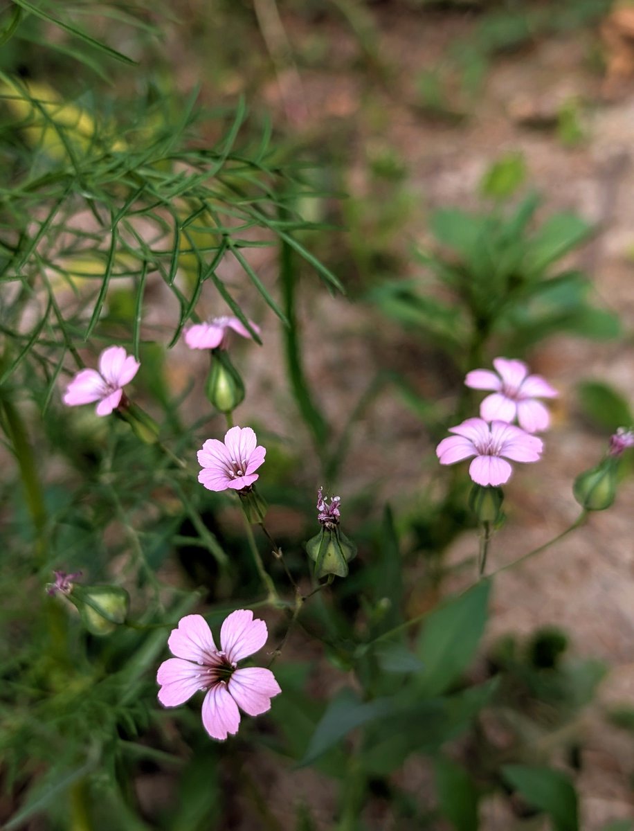 Scattered wildflower seeds in my backyard and one of them came up