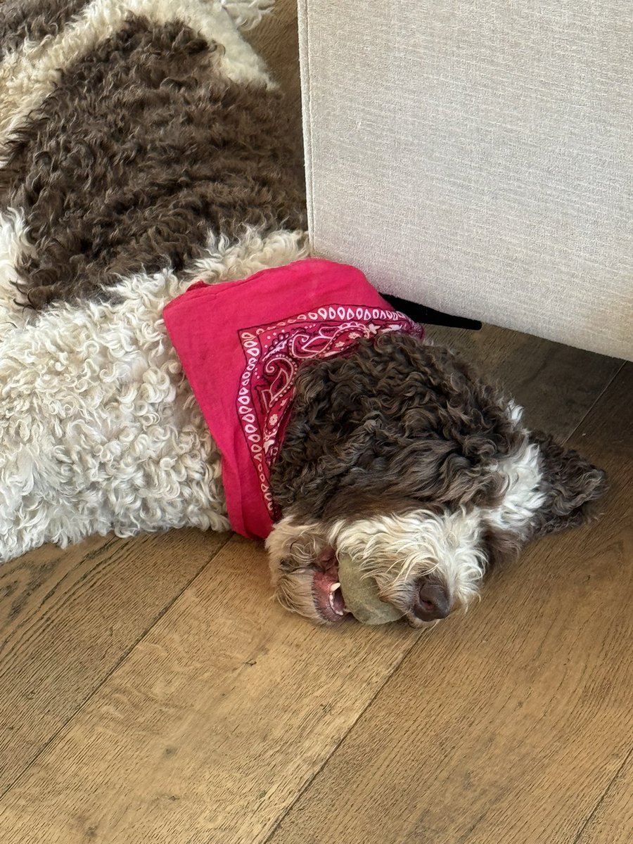 I don’t know if she’s using the tennis ball as a sleep aid or just prepared for a game of fetch to break out.