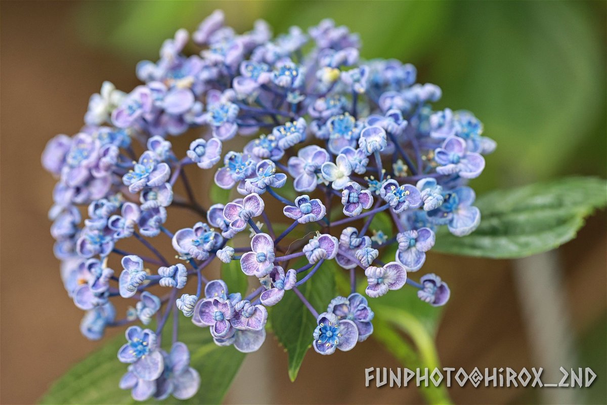 『渦紫陽花』

#紫陽花
#花の写真
#TLを花でいっぱいにしよう
#FunPhoto