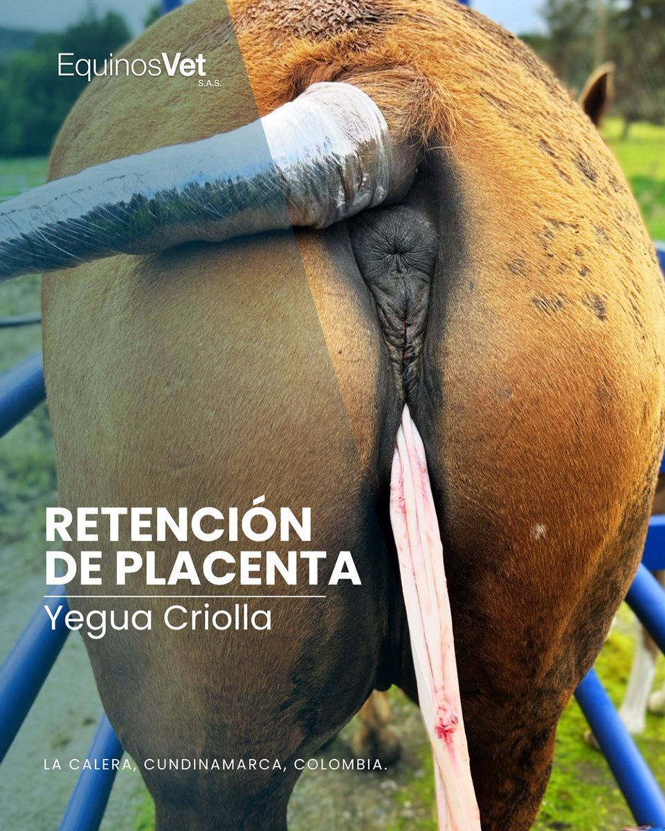🚨 3 cosas que no sabías sobre la retención de placenta en yeguas:

1️⃣ La yegua debe expulsar la placenta dentro de las primeras 3 horas después del parto.

2️⃣ Puede causar metritis y desencadenar laminitis.

3️⃣ Es más común en distocias, abortos y yeguas de tiro.