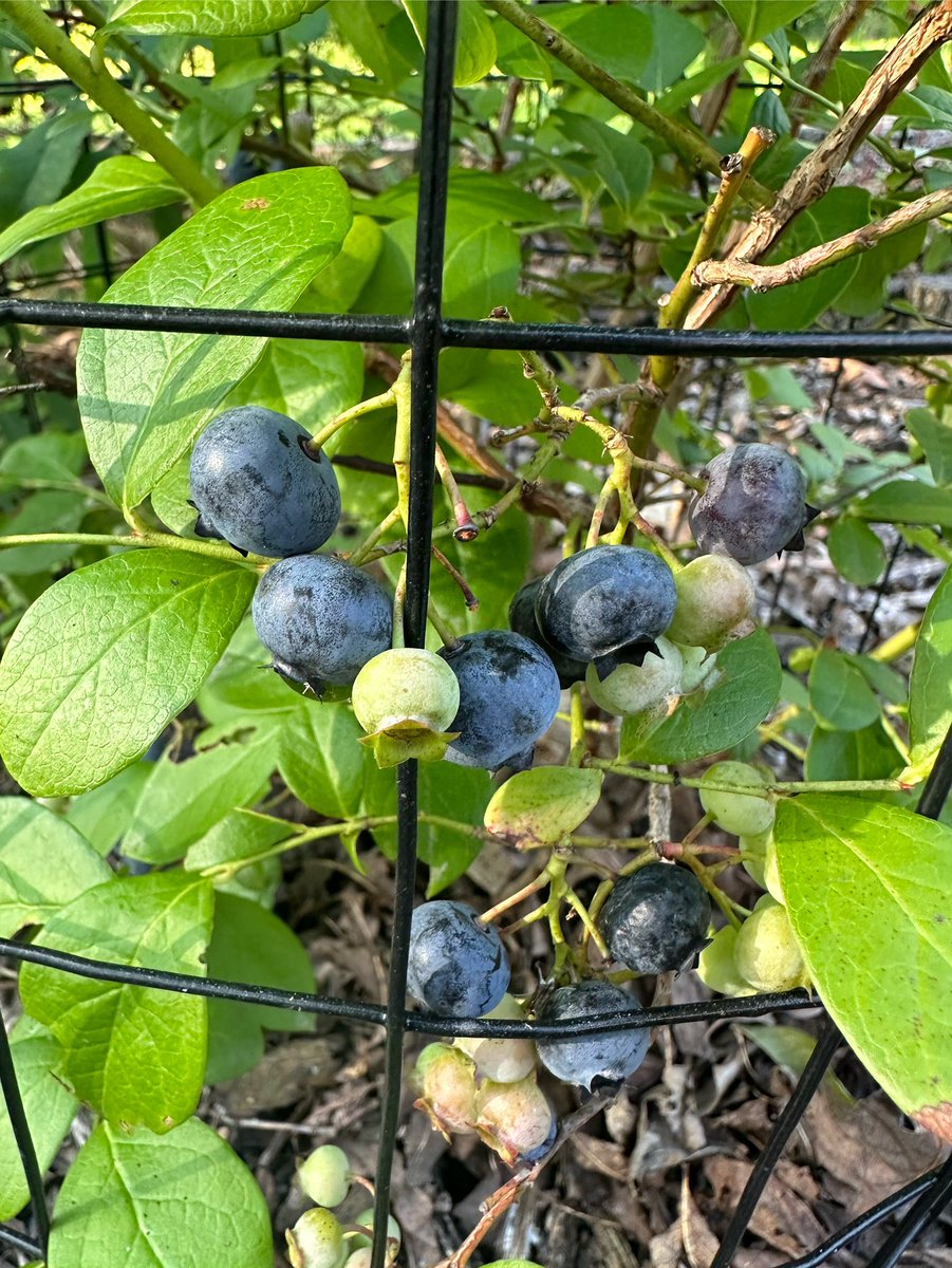 Just a little after dinner berry picking. Life is good.