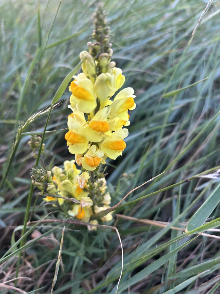 Susan Davies (@smdavies67) on Twitter photo Day 23 #30DaysWild - my eye caught sight of this yellow toadflax from the 14th tee <a href="/dunbargolfclub/">Dunbar Golf Club</a> - because the flower is quite closed by its lip it requires bigger #pollinators such as bees. It’s a species widespread on dunes, disturbed and cultivated ground in Europe. Day 23 #30DaysWild - my eye caught sight of this yellow toadflax from the 14th tee <a href="/dunbargolfclub/">Dunbar Golf Club</a> - because the flower is quite closed by its lip it requires bigger #pollinators such as bees. It’s a species widespread on dunes, disturbed and cultivated ground in Europe.