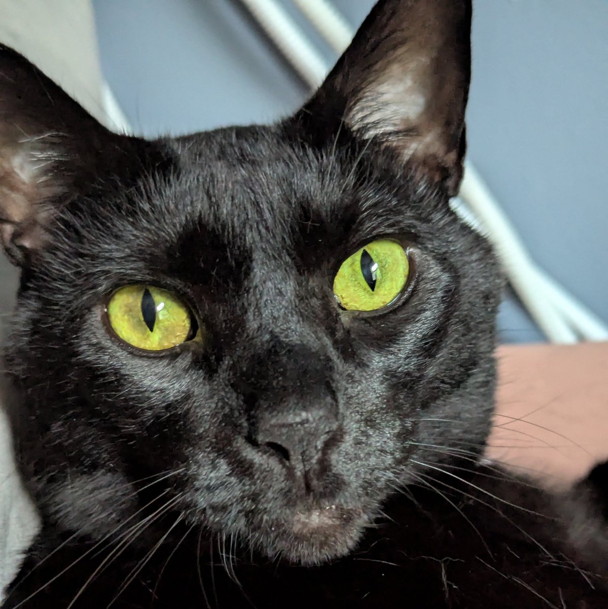 This is a cat.