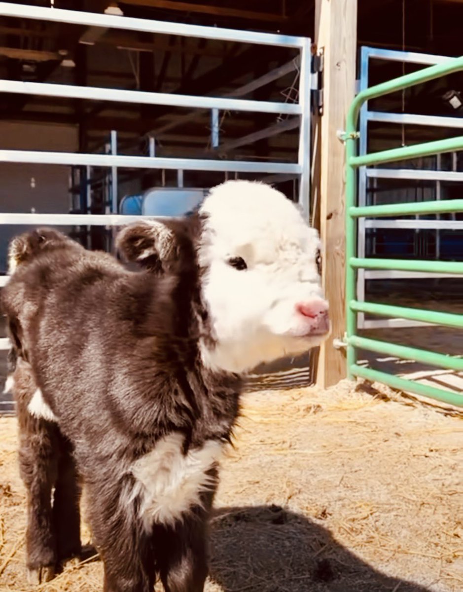 anahianahi_0's tweet image. “Wouldya”
May you look at our adorable 
cheeks &amp;amp; awesome week.

#piglets #babymoo #viral #pawsome #viral
