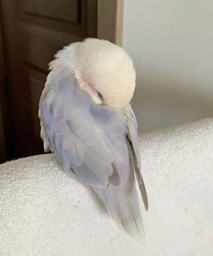 لوتحط روحك قايم الصبح يا عصفور
 مبين عليك انك مواصل من البارح

انا مثل حالك لي حوالي ثلاث شهور
 شعوري كذا لانيب ضايق ولا فارح

معي جرح صعب اروح اعرضه على الدكتور
يا جعل الجروح الداميه فدوة الجارح..

-فهد بن سهل