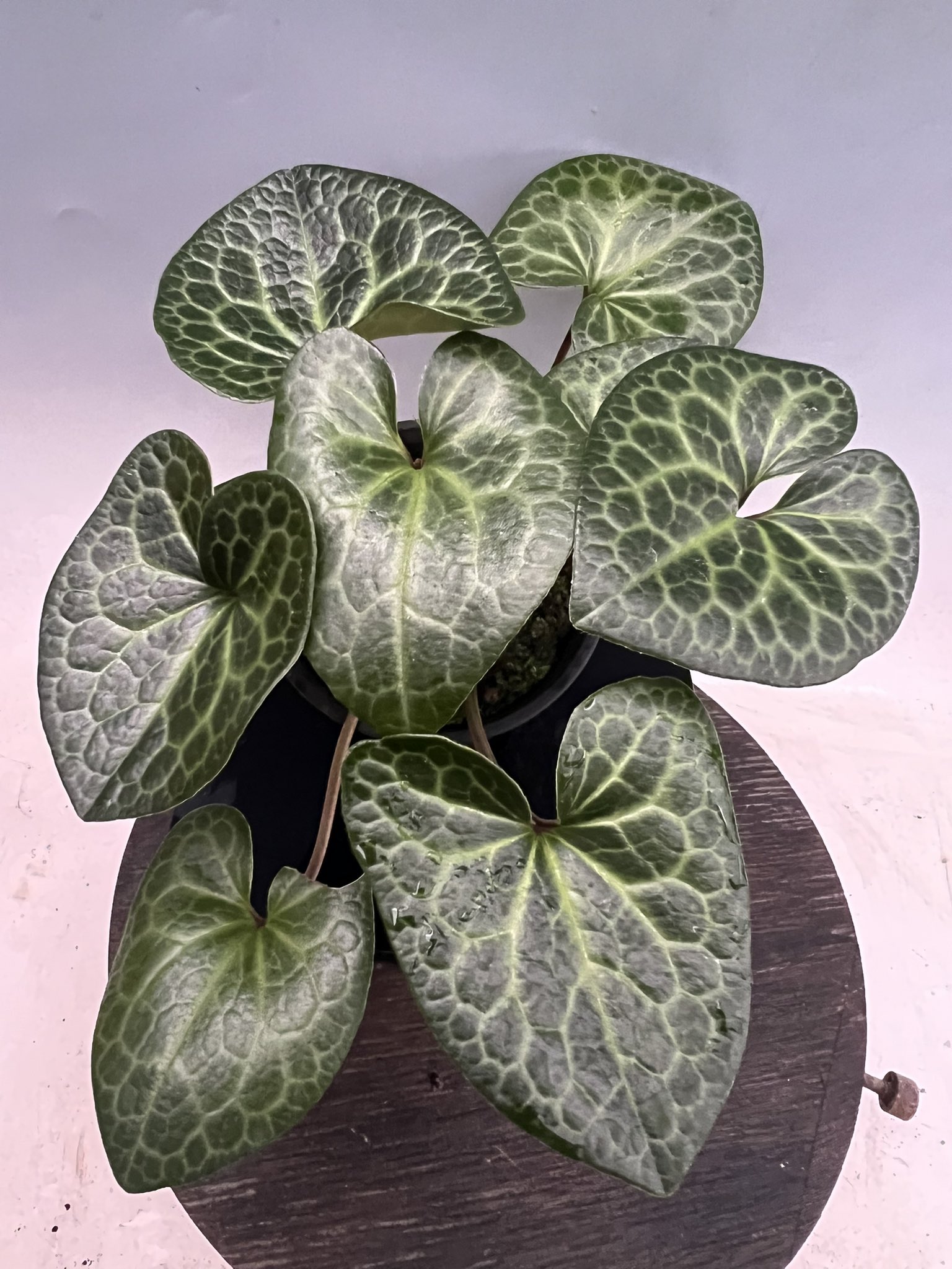 山野草 カンアオイ センカクアオイ 銘品 おたべ