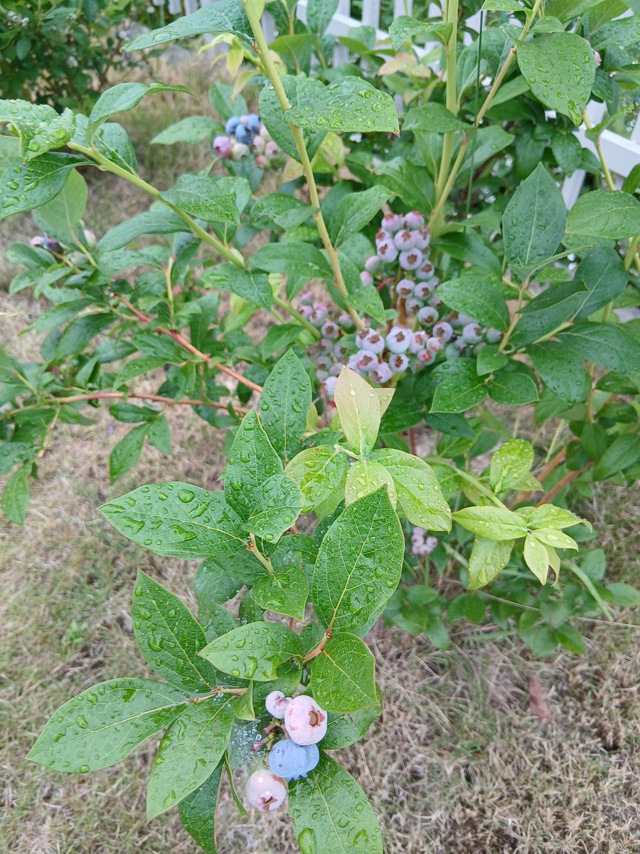 毎年この季節　会社の駐車スペースのとなりの花壇で毎日少しずつ熟れるブルーベリーの収穫を野鳥と競いあっています。
