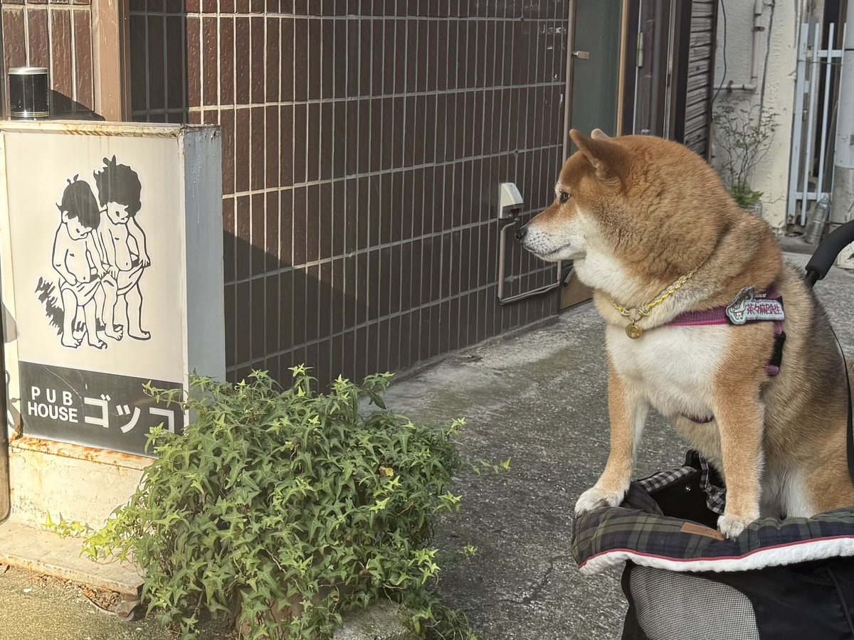 chachamarock's tweet image. 気になり過ぎる

#柴犬