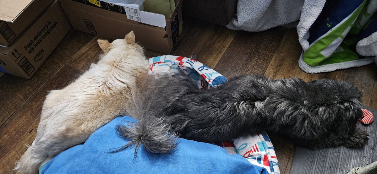 Well, we tried to share the bed.. gotta figure it out 🤔 Goodnight everyone. Love, Anna and Downton 🐾❤️ #dogsoftwitter #missyouReo #PuggieForever #NinaAngel #TikiMyHeart #ForeverLoved #Friends4Ever