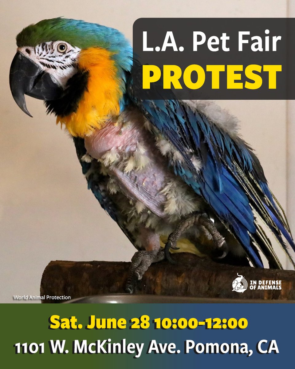 The L.A Pet Fair exploits birds, reptiles, fish and other small animals. Join us and local activists to protest this event and help us put an end to it. 
Learn more: bit.ly/3HSCOlW 
Pls RT
#LAPetFair #LosAngeles #BanAnimalExpos