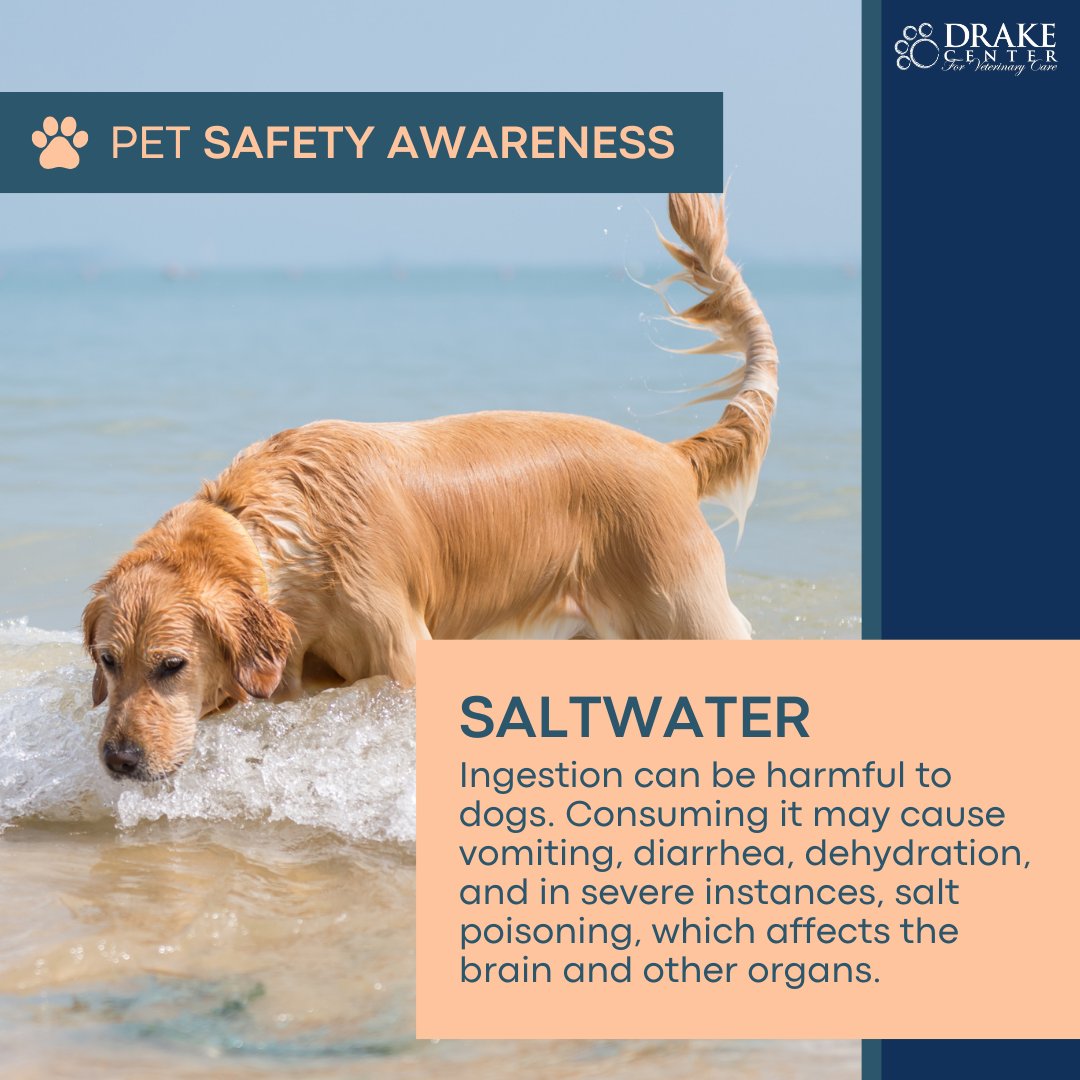 Beach days with the family and dog are a blast! While dogs can play in the ocean with supervision, drinking saltwater can make your dog sick fast. Bring fresh water and offer it often. One simple step can help prevent a serious issue. 💧🏖️