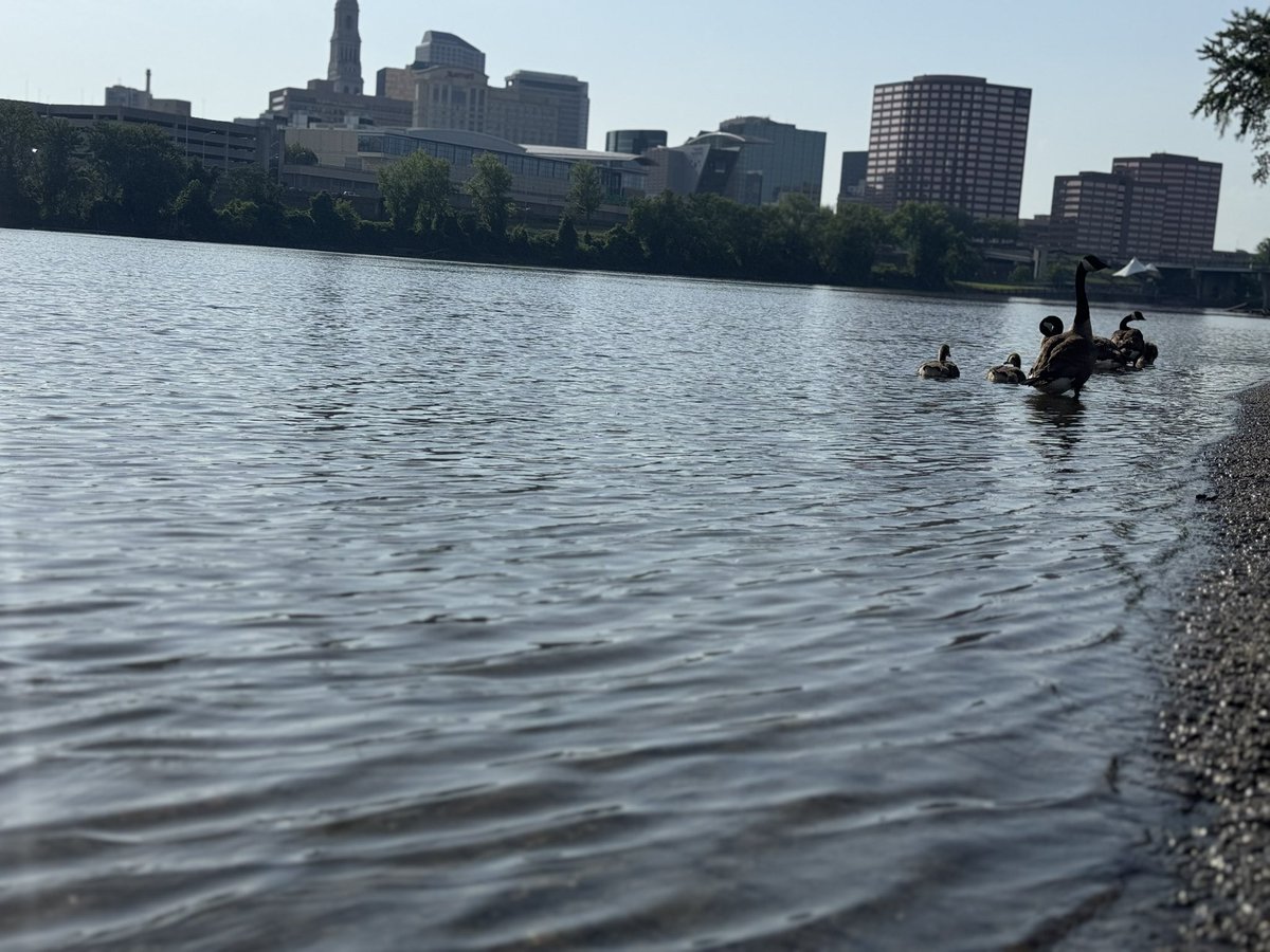 Recorded a high of 97.8° at 4:49pm, with a maximum heat index of 124.8° &amp; maximum dew point of 83.4°. Both were recorded at 4:00pm here in East Hartford. Exceptional combination of heat &amp; humidity. 

Picture taken at Great River Park, looking toward Hartford. <a href="/WX1BOX/">SNE Amateur Radio Skywarn</a> <a href="/NWSBoston/">NWS Boston</a>