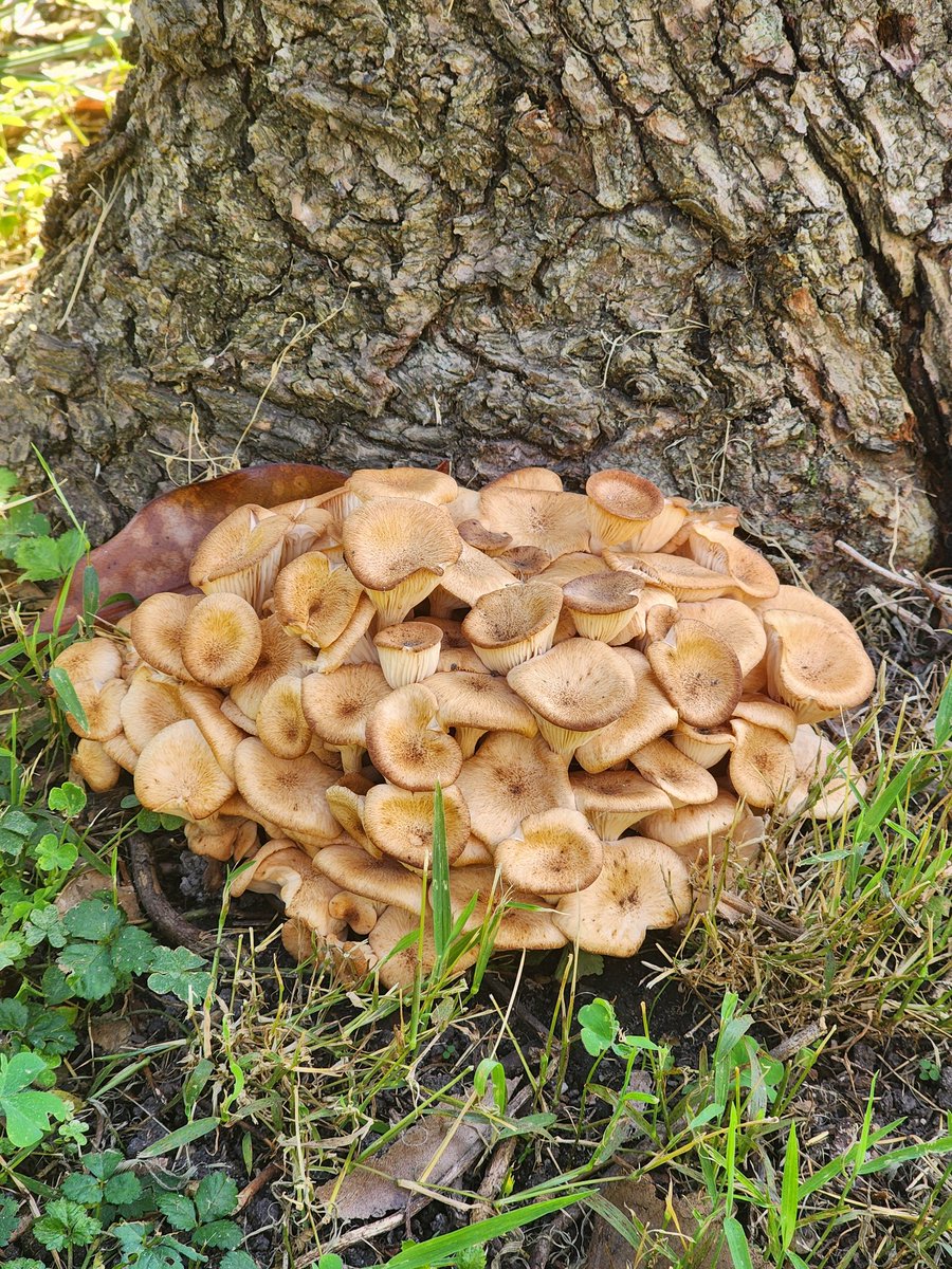 Honey Mushrooms based upon Google Image Search- these appeared after the Weeping Willow died. I was heartbroken when I realized the tree was dead when it didn't green up this spring. Any suggestions?