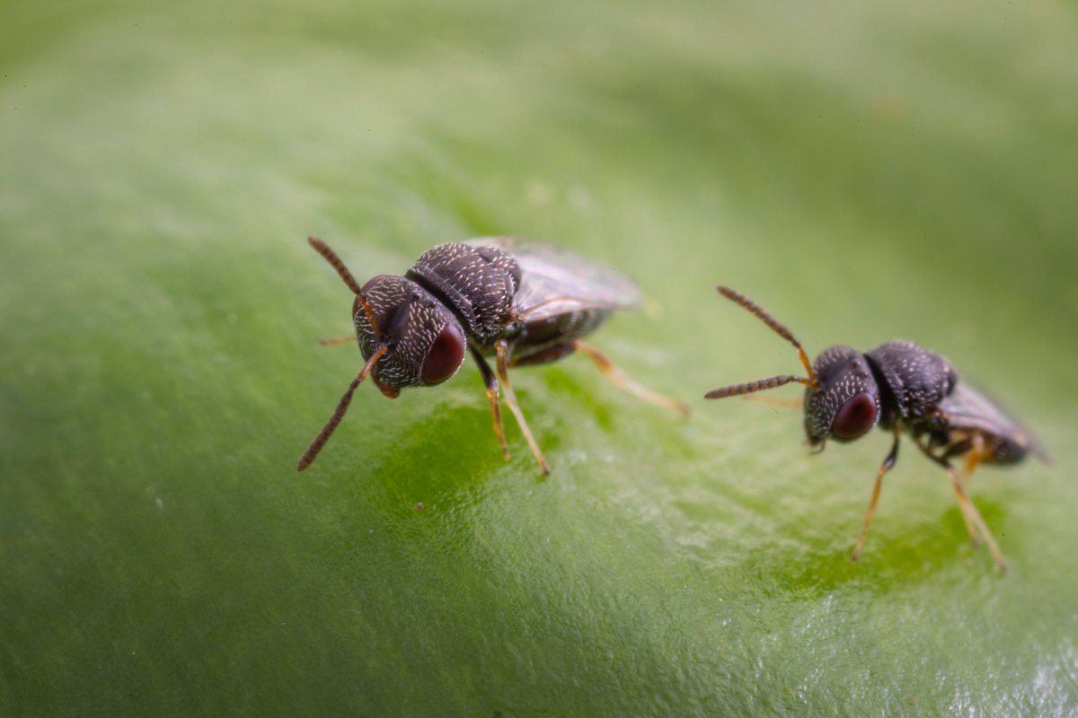 Las avispas parasitoides son grandes aliadas contra plagas, ¡pero elegir la especie correcta lo es todo! 🌱
El éxito del control biológico depende de conocer bien a la plaga y el entorno del cultivo.

Descubre cómo tomar la mejor decisión 
👉 koppert.mx/conocimiento/e…
#koppertmx