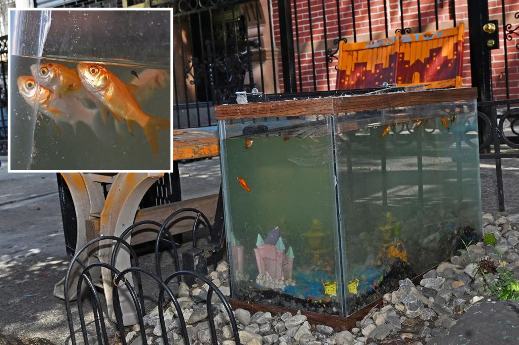 Bed-Stuy aquarium returns after co-founder’s attempted murder sentencing – and reignites fish abuse concerns: ‘It will be a painful death’ trib.al/77Kkvez