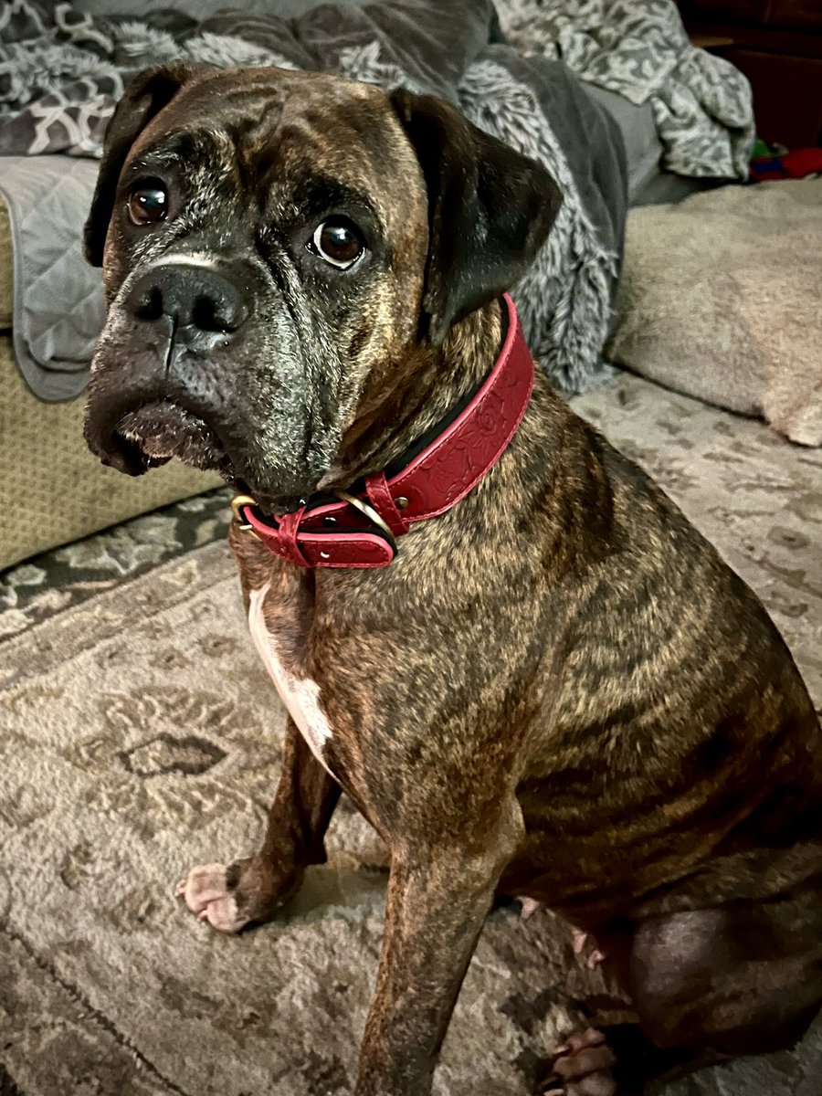 Glamazon72's tweet image. My beautiful girl. MamaDog is getting very frosty-faced…but wears it well 🥰
#Boxer #BoxerLife #boxersoftwitter #TheRogueRuby