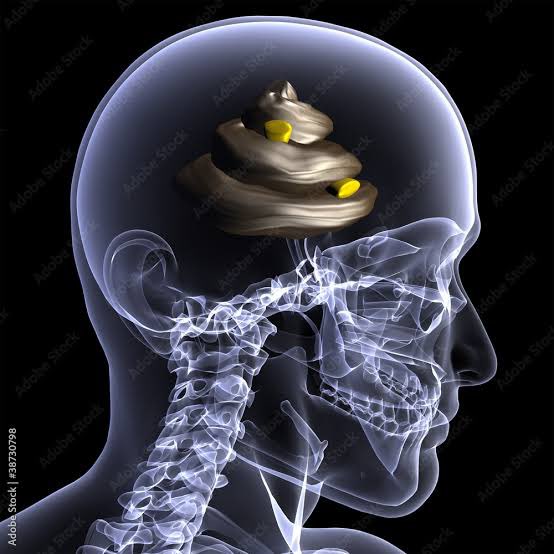 An X-ray of the brain of people who support Israel:
#IranIsraelConflict #Ceasefire