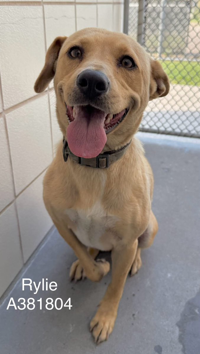 LisaBrabson's tweet photo. This precious baby is RYLIE #A381804 her little leg is injured,she is dragging it,to the point where it has callused up,so sad 😭 
She is absolutely adorable,even though she is in pain!
WE have to save her
PLZ #PLEDGE FOR MEDICAL RESCUE🛟 
 #CorpusChristi https://t.co/42WBM1qcW8