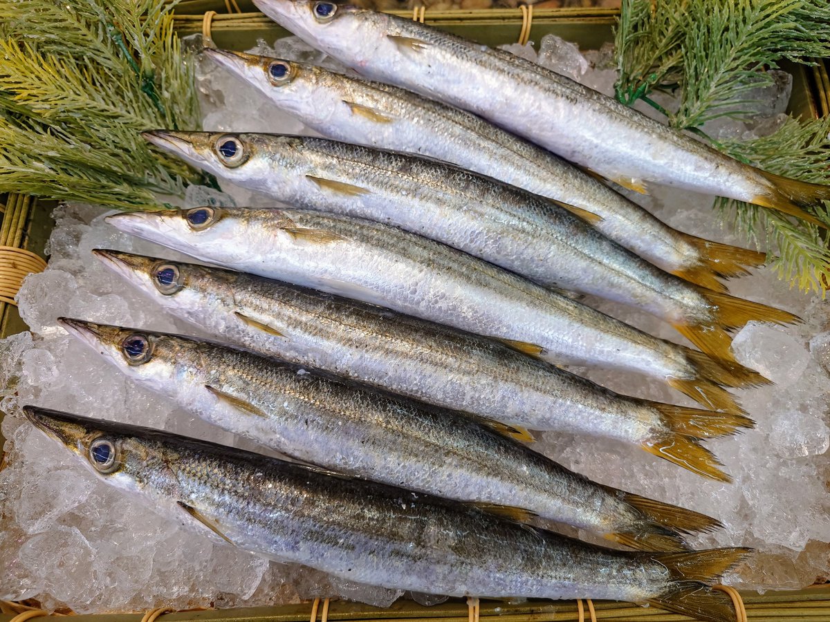 魚忠長久手店の苅谷です
本日はコレ！
長崎県産 天然カマス
鮮度抜群！
・塩焼き
・かますご飯（混ぜご飯）
が最高に美味しい！
是非お求めください
ご来店お待ちしてます
#uochu
#ピアゴパワー長久手南店
#魚忠長久手店