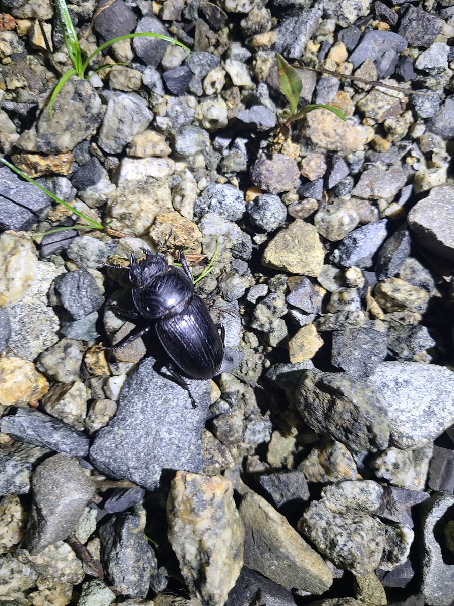 東北遠征でオオクワガタ🙌
♂は来ませんでしたが
それでもとれてよかった🙇