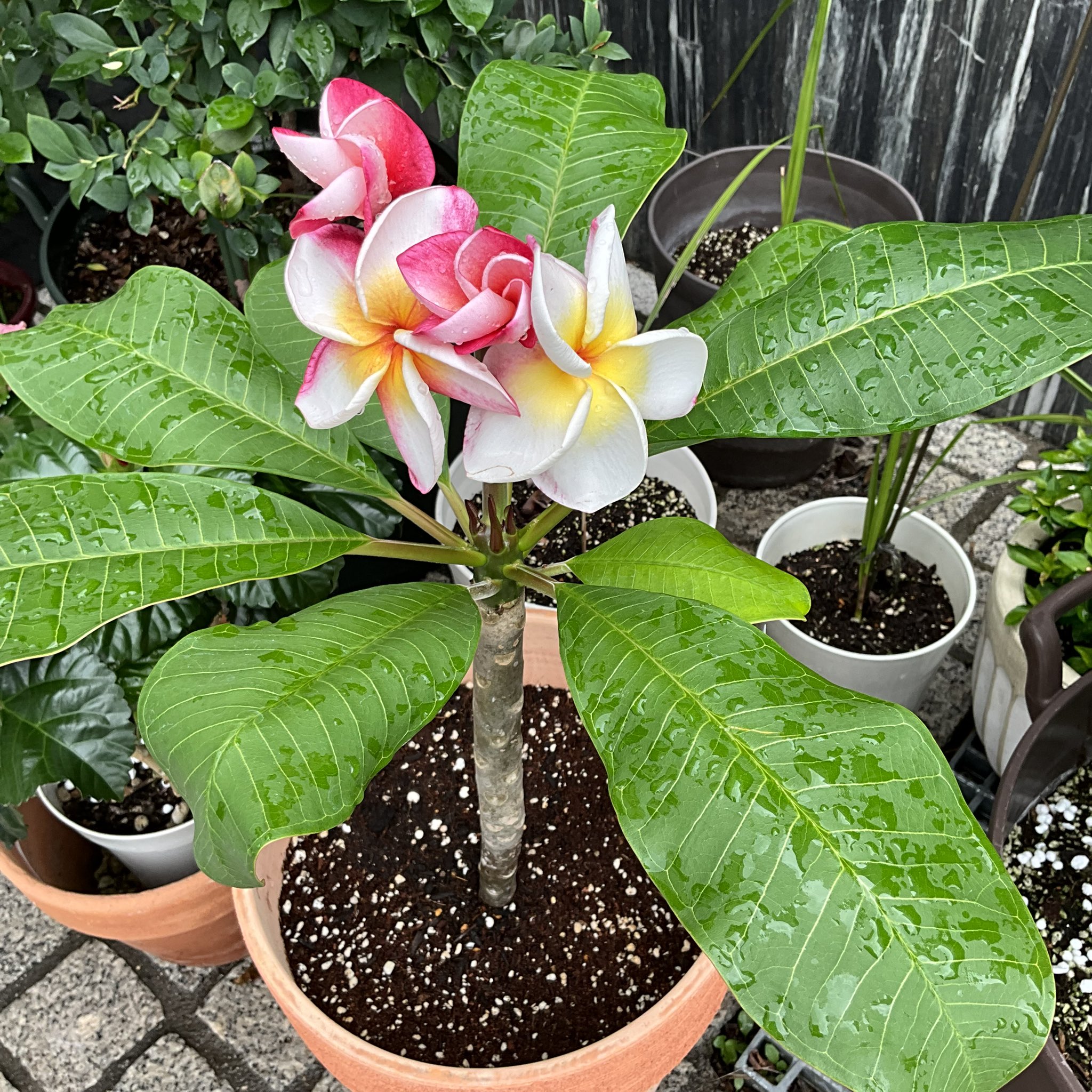 ハワイの名花ハイビスカスとプルメリアが色鮮やかないワンピース