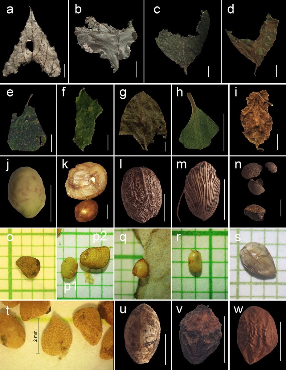 Asociación Mexicana de Mastozoología AC (@ammacmammex) on Twitter photo Compartimos "First evidence of folivory in guatemalan fruit bats: insights from an urban protected area" escrita por Diana Mansilla-García, Andrid Ramírez, Allison Trinidad y Luis A. Trujillo, recién publicada en nuestra revista científica Therya Notes: theryanotes.mastozoologiamexicana.com/index.php/ther… Compartimos "First evidence of folivory in guatemalan fruit bats: insights from an urban protected area" escrita por Diana Mansilla-García, Andrid Ramírez, Allison Trinidad y Luis A. Trujillo, recién publicada en nuestra revista científica Therya Notes: theryanotes.mastozoologiamexicana.com/index.php/ther…