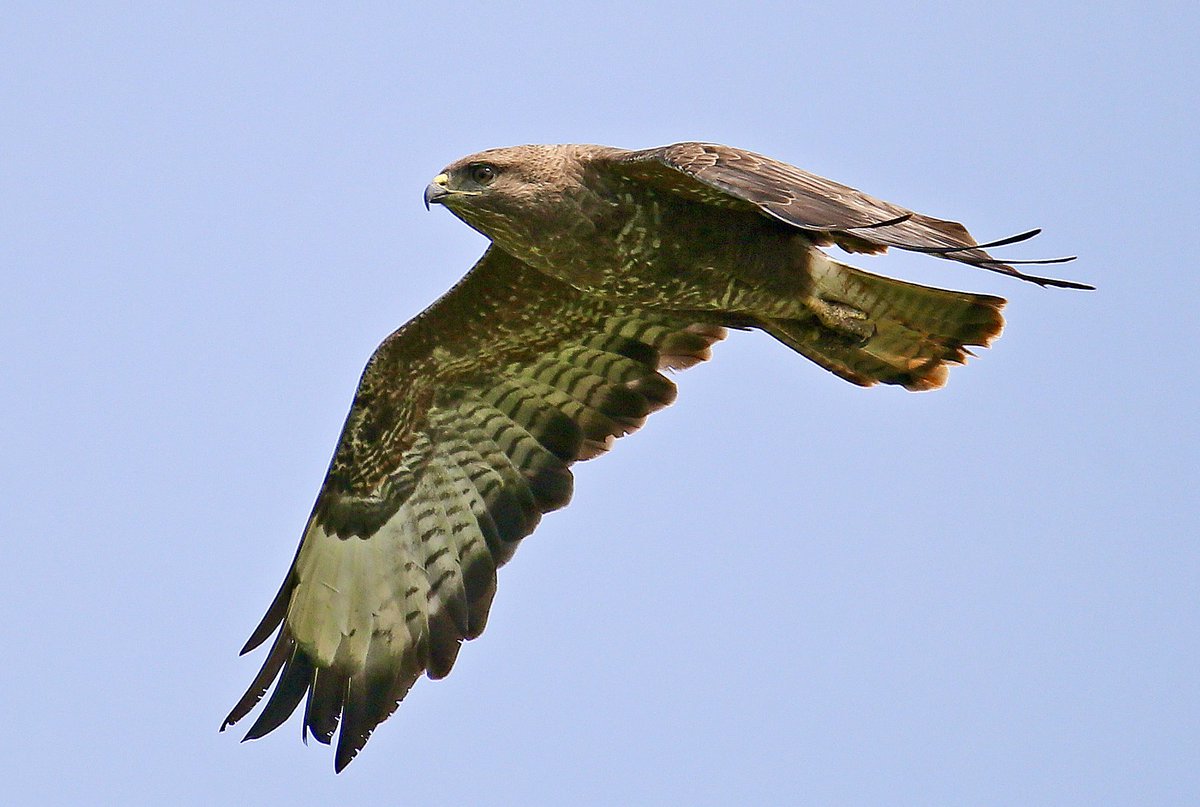 Common buzzard, Bride, Isle of Man 🇮🇲. Found it hovering just outside of village for about 5 minutes
<a href="/ManxBirdLife/">Manx BirdLife</a>  <a href="/manxnature/">Manx Wildlife Trust</a>  🇮🇲🇮🇲🇮🇲