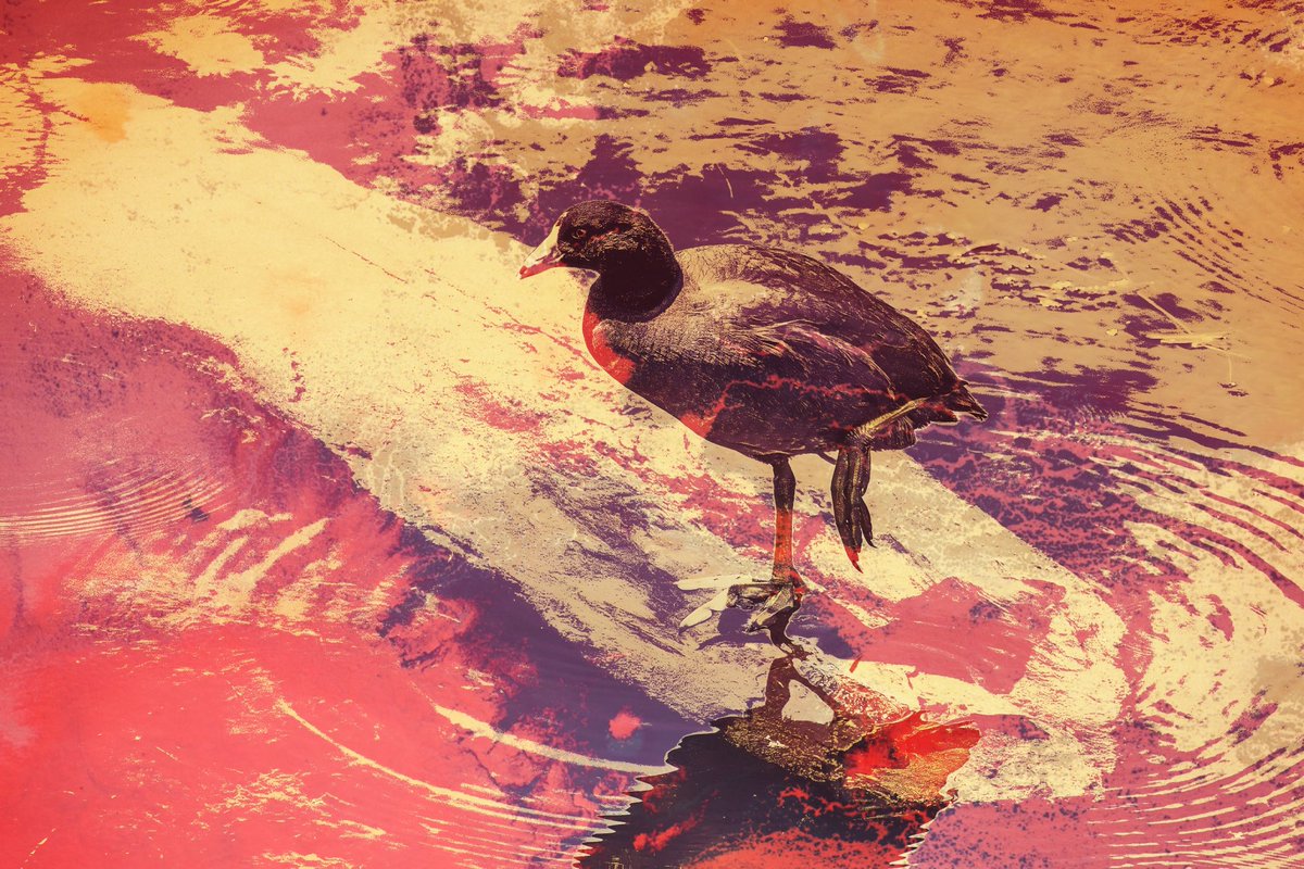 focusfirm's tweet photo. An American Coot in Augusta, GA photographed by an American old coot. https://t.co/6vSQ9MYzyO