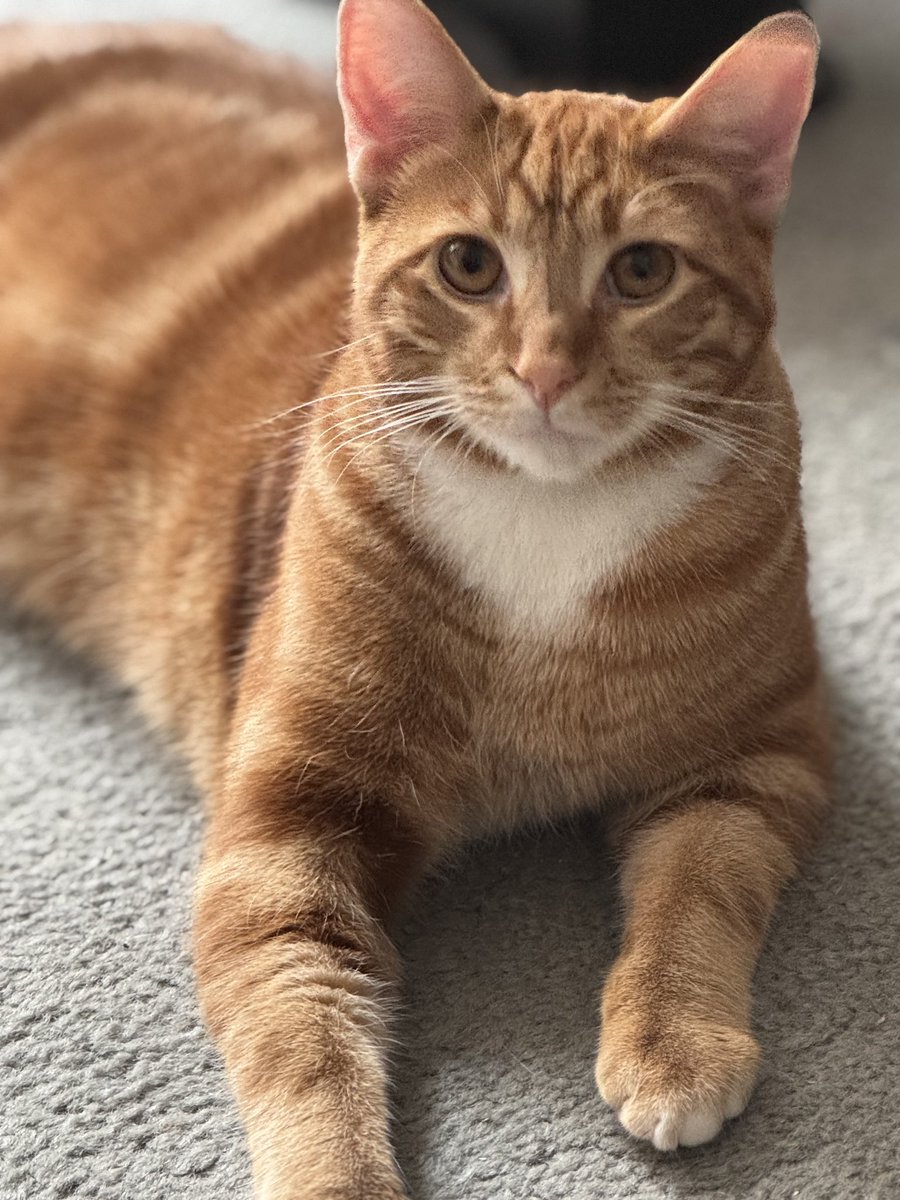 Sister Roma (@sisterroma) on Twitter photo I just called my 8 mo/old orange kitten Junior Monsoon and I kinda like it. New nickname? <a href="/JinkxMonsoon/">Jinkx Monsoon</a> I just called my 8 mo/old orange kitten Junior Monsoon and I kinda like it. New nickname? <a href="/JinkxMonsoon/">Jinkx Monsoon</a>