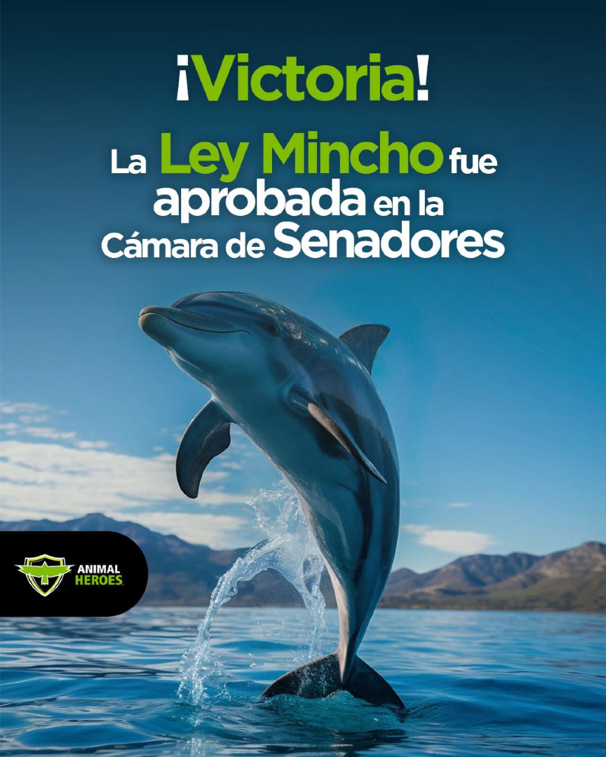 ✨ ¡Victoria para los delfines! 💚🐬

¡La Cámara de Senadores acaba de aprobar casi en su totalidad la #LeyMincho! ⬇️