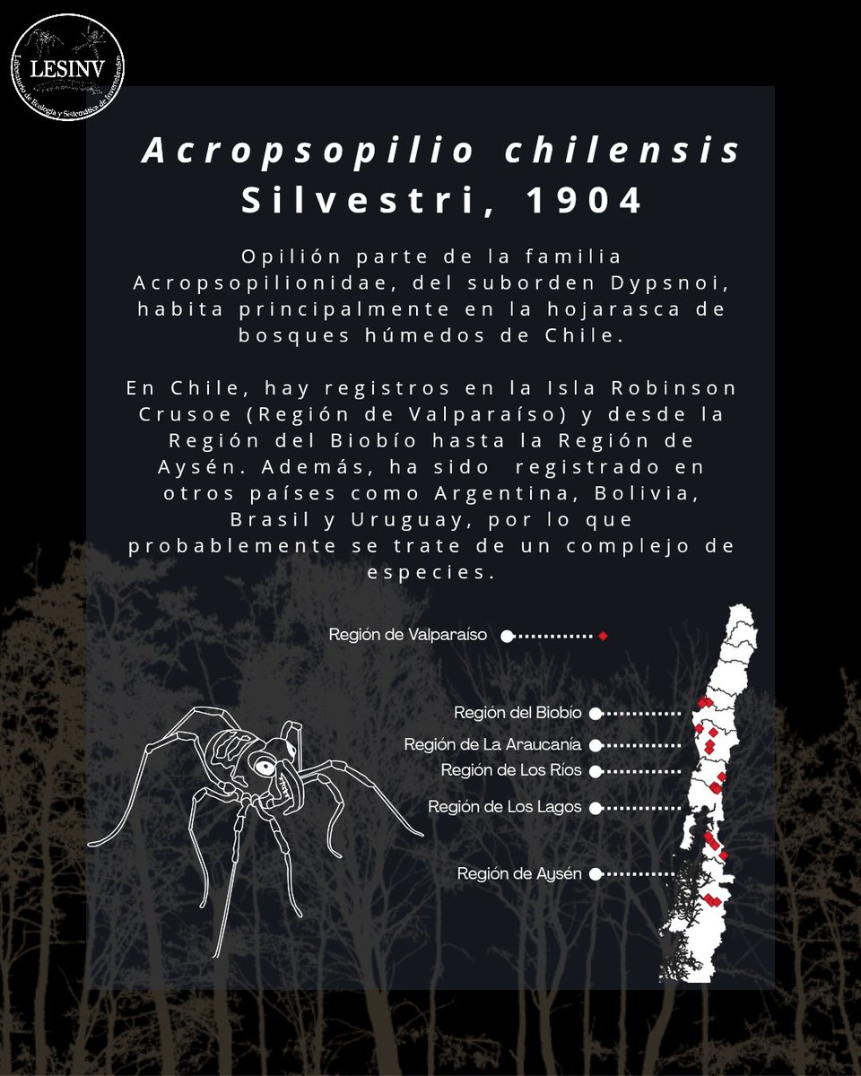 lesinv_lab's tweet photo. Los artrópodos que forman parte de nuestro logo no fueron seleccionados por azar: cada uno representa el vínculo entre la biodiversidad oculta
#FaunaNativa #Opiliones #Microfauna #LESINV #BiodiversidadDelSuelo #CienciaChilena #Biodiversidad #Arácnidos #Biología #Sistemática https://t.co/3VsxKuRhMy
