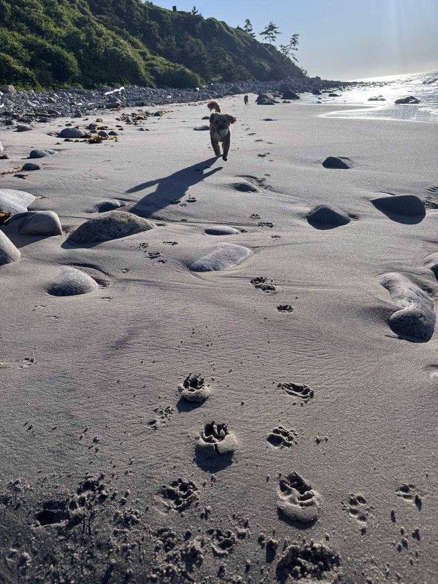 Dogs (count 'em), pre 6am beach, home soon for summer menu change.