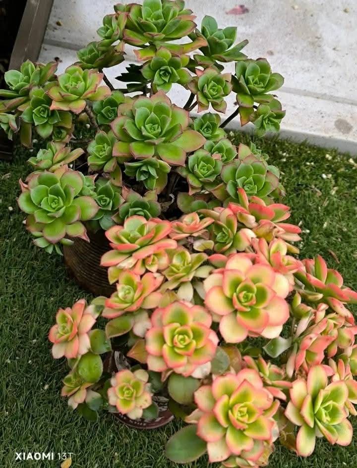 🫶🫶الإخلاص هو 
أن ترى الورد جميلا بعد أن يذبل🍒🍒
🍒🍒وأن لا تنسي يوما 
أنك أنحنيت لتشم عطره🫶🍒🫶🍒 
🍒🍒🍒يسعد صباحكم أحبتى 
صباحكم نرجس 🍁🍒🍒🍒