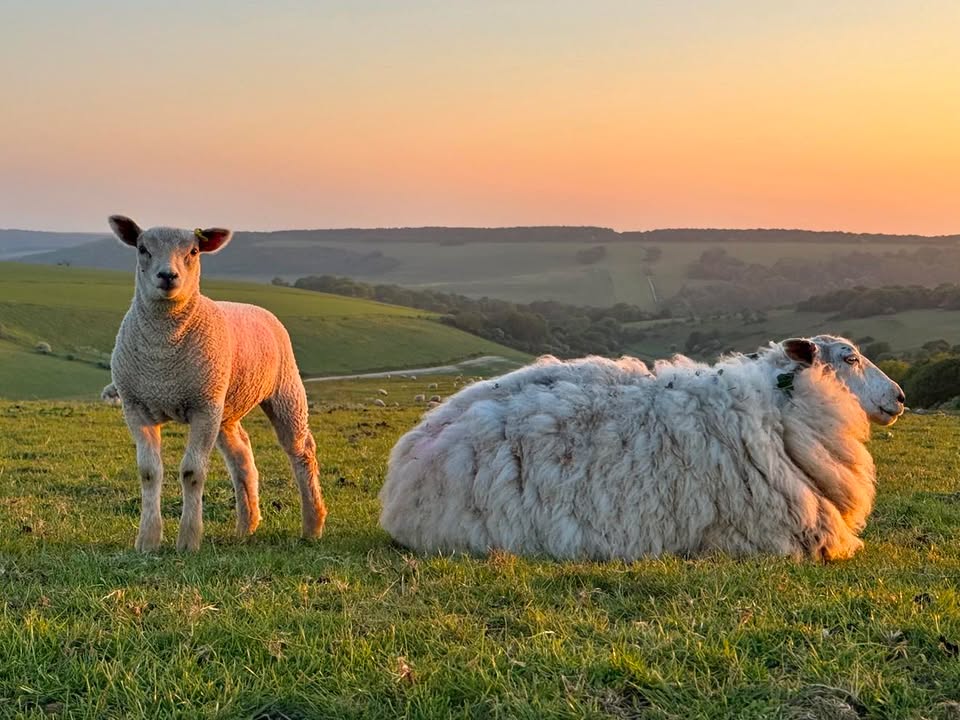 BBC Sussex tweet media