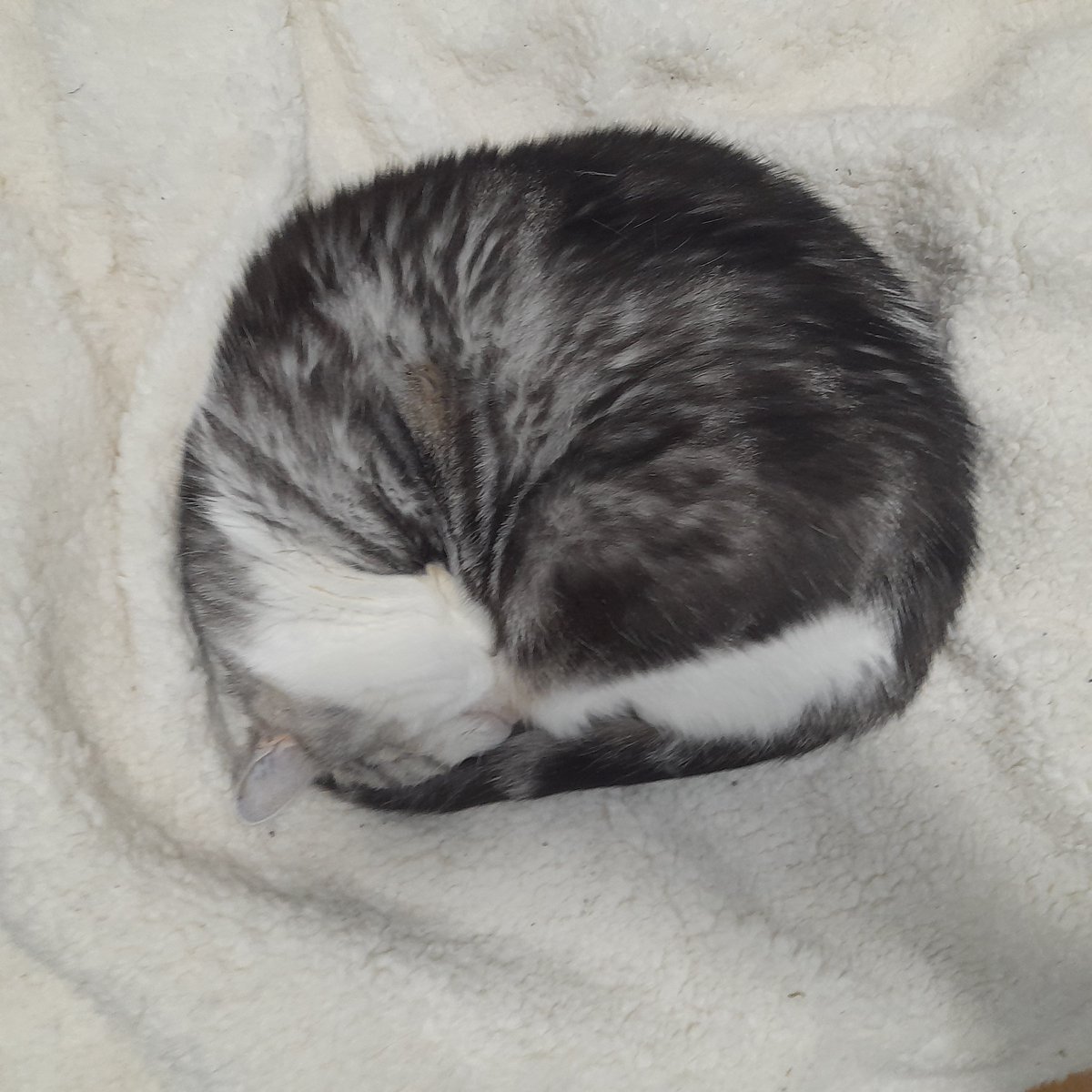 Diary of a cat servant: There's a cat in there somewhere.