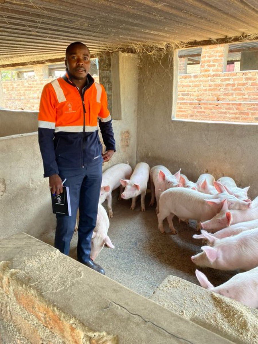 Piglet management is critical from birth to weaning. To reduce mortality rates:

1. Design farrowing pens to prevent sow-piglet crushing.
2. Provide farrowing crates and creep areas for piglet safety.
3. Ensure optimal temperature and humidity control.
4. Monitor sow health and