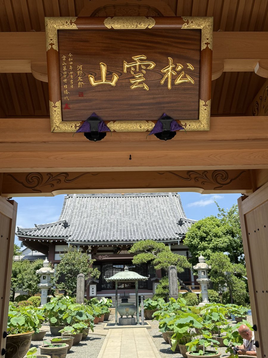Lotus flowers of the Yoboji Temple are now coming into the season.