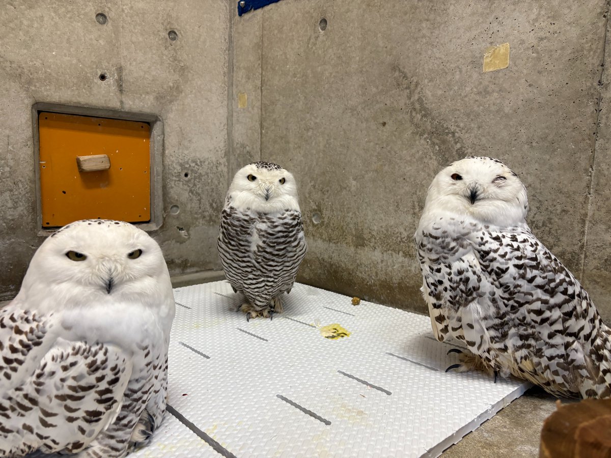 避暑のため、今年は冷房の効いた室内で飼育している ＃シロフクロウ