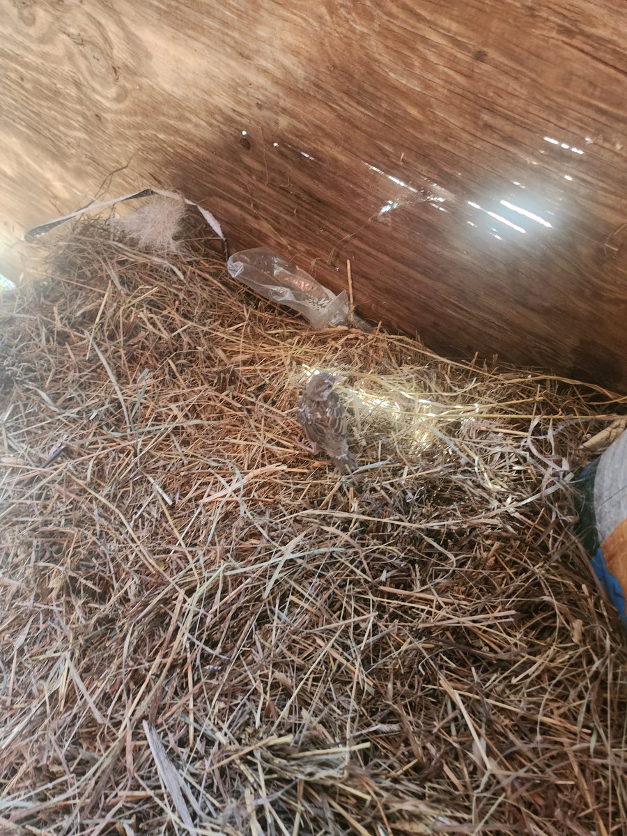 Had to rescue this lil swallow trapped in a bucket glad the one bucket i needed to water chickens got to save it
