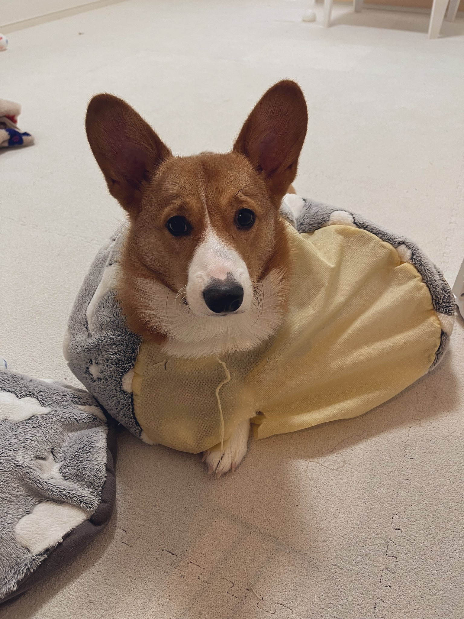 低 価格ファッション - corgi-corgi コーギーコーギー ローズ